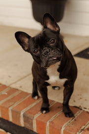 Frenchie (Penelope) Sticker